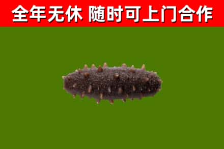 和田回收海参干